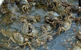 “今年螃蟹养殖或是史上最难一年”？多产地深陷低价漩涡，仅有精品蟹才足以“保价护航”！| 好润联合播报