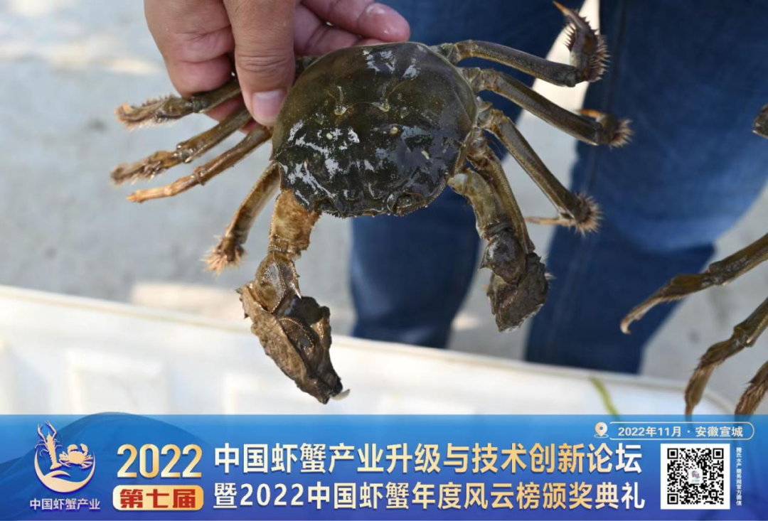 被低估的安徽螃蟹，中国幼蟹第一镇的发展潜力在哪里？｜安徽调研系列④