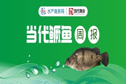 涨！鳜鱼最高涨4元/斤，中鳜爽市，接下来还要涨？｜鳜鱼周报⑫
