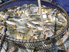 管够！持续25个月不间断供港！粤海将湛江水产品送上香港市民餐桌