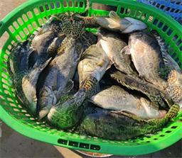 起飞！早批饲料鳜投苗热情高涨，预计2025年产量突破10万吨!