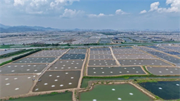 6个工人管63口塘！珠海虾农巧用投料机，年省人工费70万 | 中渔360°风送投料机⑦