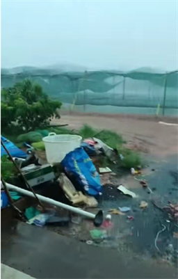 台风“韦帕”压境、多地停航！加工厂加价抢收，湛江蛙农紧急出蛙30万斤