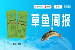 全国草鱼“断崖式”跌价！多地小草鱼走不动，中大鱼排队出鱼…… | 澳华联合播报㊳