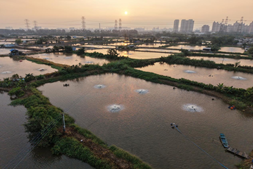 亩产2440斤！这塘试验虾“刷屏”均安养虾圈