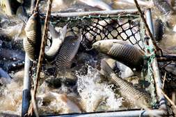 涨!涨!涨!冬至鱼市火了,两湖草鱼全线飘红,大草鱼冲破7元 | 澳华联合播报㊿