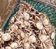 蟹中“爱马仕”:150万只白玉蟹2026限量上市