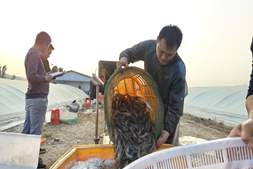 他投放中联虾苗单棚突破3000斤，亩产超7000斤