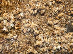 开袋即食、30秒起沙!一场东风螺养殖的“效率革命”正从池边兴起