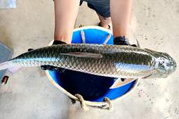 养草鱼赚翻了!大鲩、脆肉鲩成“印钞机”,1亩狂赚1万~2万