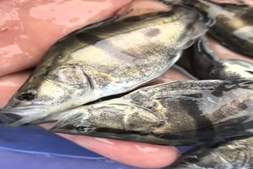 避开春季“死亡窗口”:反季节标苗助推鳜鱼病害骤降80%,开启高利润新赛道