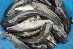 走出三年低迷,2026开年暴涨!叉尾鮰能否迎来“黄金三年”?