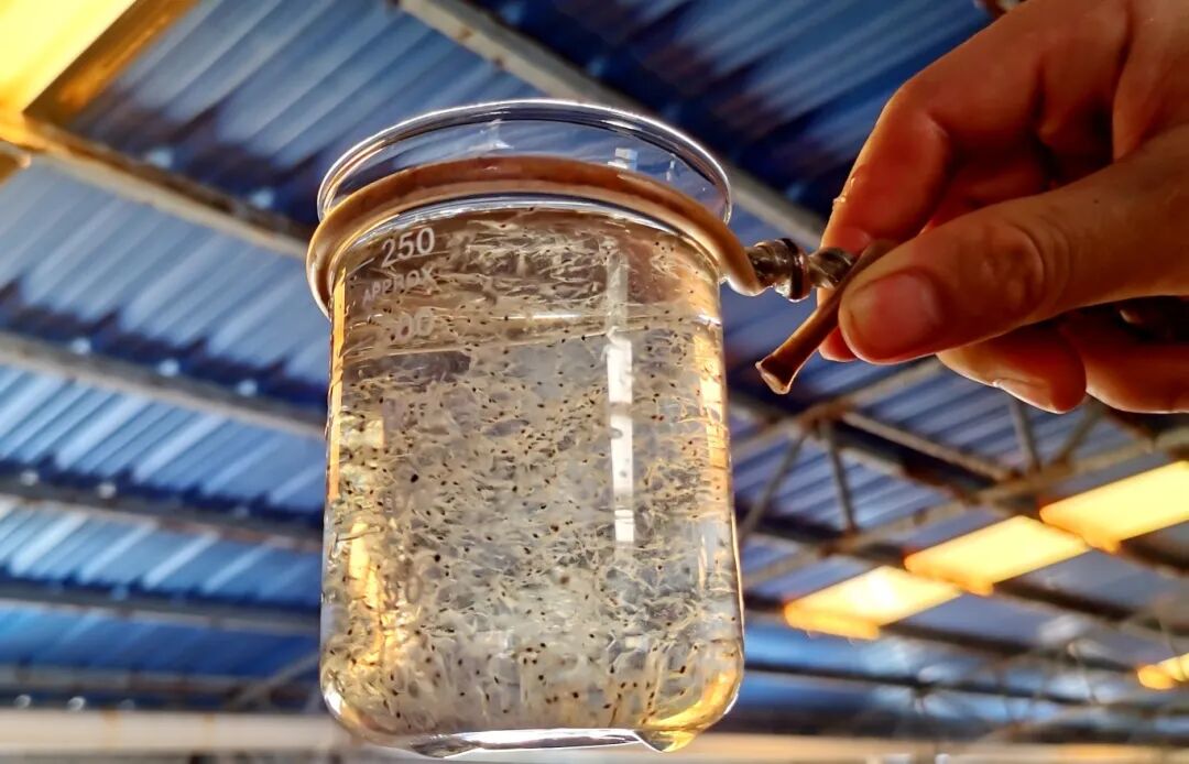 价值回归！虾苗行业如何从“内卷”走向“共赢”？｜附46家购苗信息