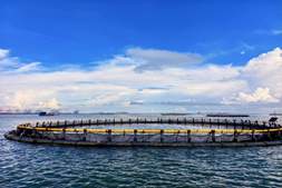 暴利与豪赌!站在十字路口的金鲳养殖户:没点家底,你玩不起!