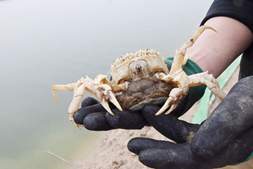 “挂笼”了！白玉蟹宝宝正在等待破壳｜白玉蟹养成记①