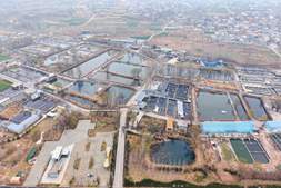 当鲟鱼利润微薄到不足1块钱,就是饲料“拼刺刀”的时候了!