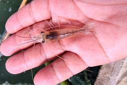 罗氏沼虾“早春劫”来袭!“三智功能包”来支招,早苗突围全靠它