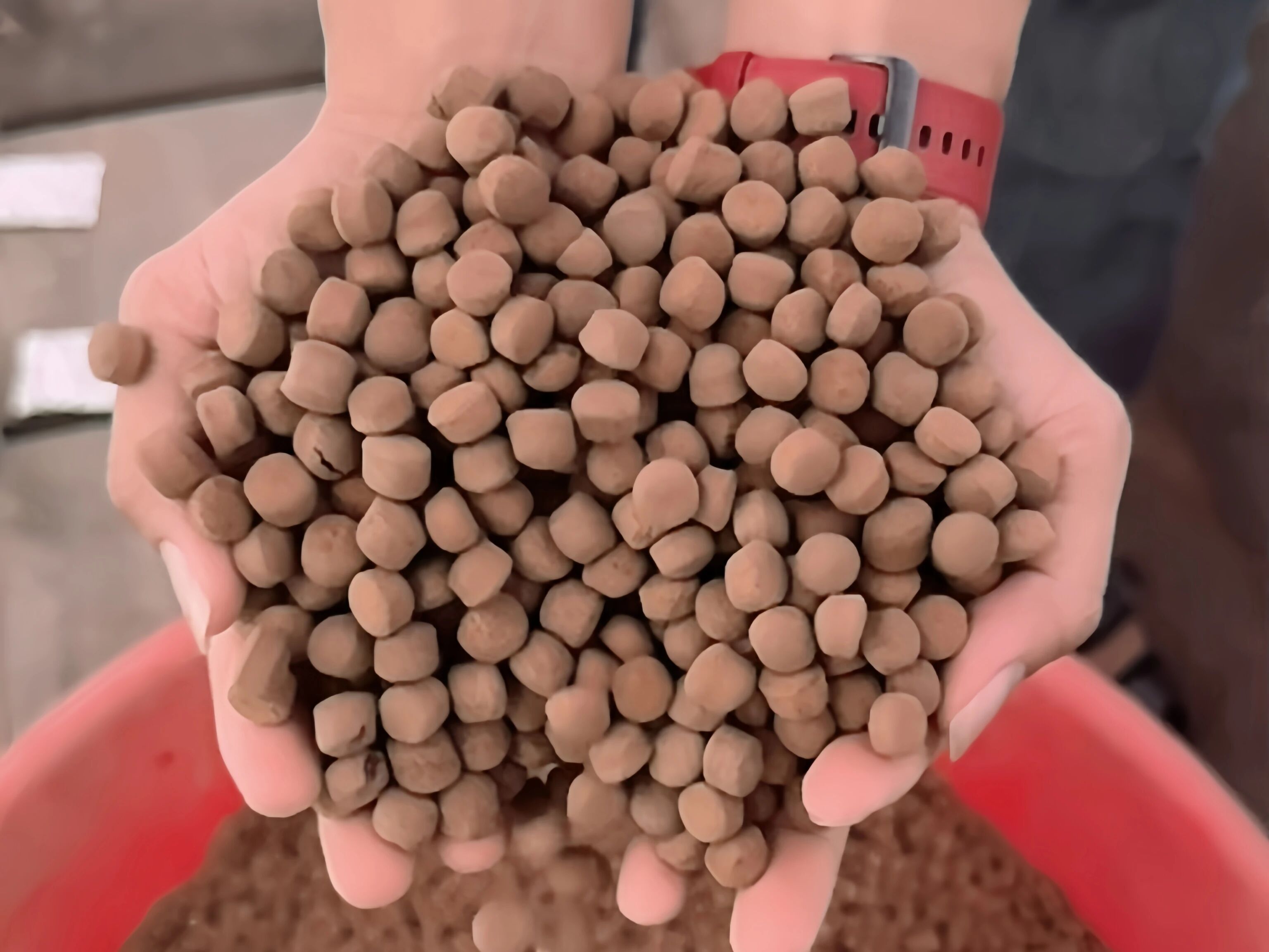 东星斑寒冬突围！用国产料，轻松养出4斤超大鱼