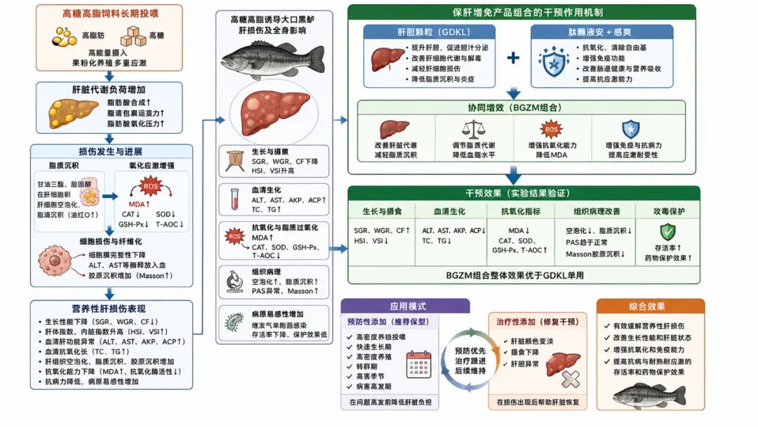重大突破丨鲈鱼肝损伤损失惨重?最新研究成果揭示有效解决方案!