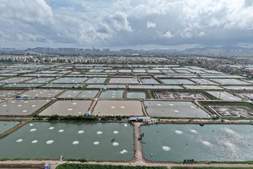 六条替抗路径、五道病毒防线：水产病害防控方法论全解析