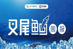 暴跌0.6元/斤!鮰鱼集中上市叠加消费疲软,后市价格还要跌 | 鮰鱼周报 ㉝