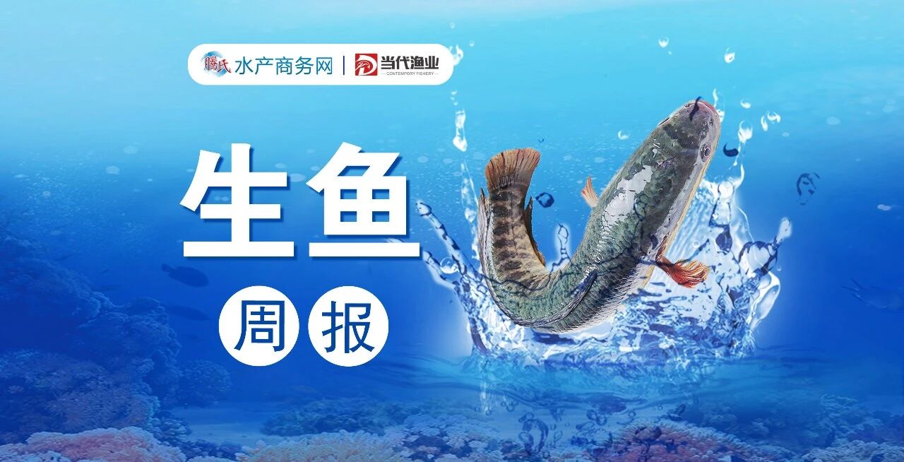 大鱼涨0.2元/斤!高温缓解、餐饮升温助推大鱼,加工厂亏损压价中鱼|生鱼周报㉞