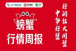 两天跌掉10多元!兴化3母精品蟹跌破50元!礼品盒卖疯了,养殖户却不敢囤货|好润联合播报⑤